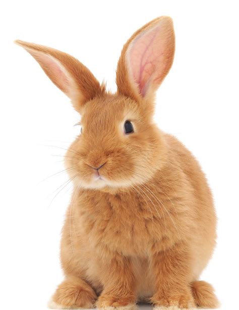 small animals  sale pet city houston