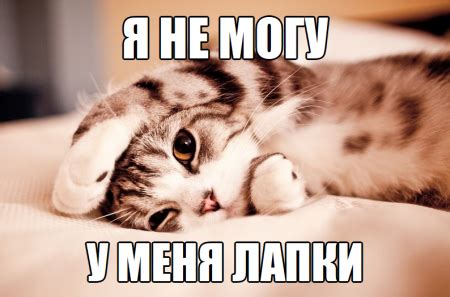У меня лапки — Библиотека мемов
