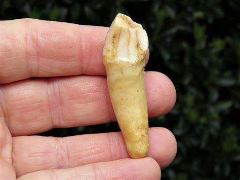 Collector Cave Bear Incisor 5