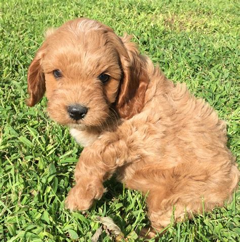 √√ Cavapoo Puppies Connecticut USA - Buy Puppy In Your Area