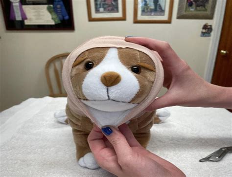 Veterinary | Fitzgerald Veterinary - Lake Grove, NY