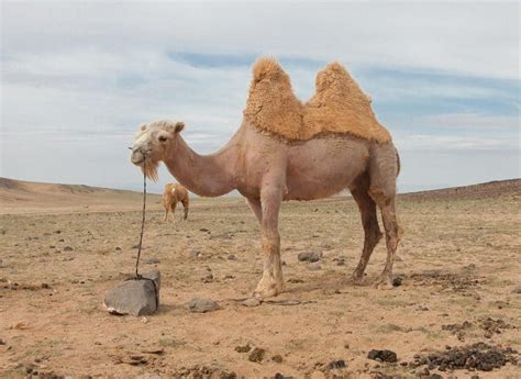 50 Amazing Camel Facts About This Unique Animal - Facts.net