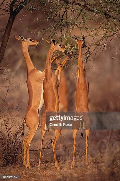gerenuk   premium high res pictures getty images