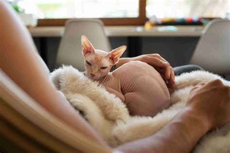 jenis kucing  bulu unik  tetap menggemaskan