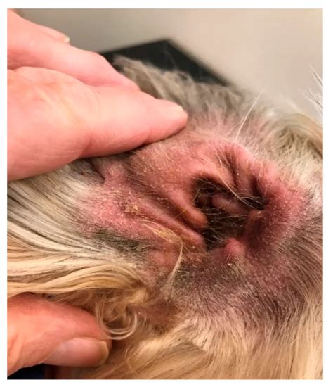 Addressing Candida in Dogs' Ears