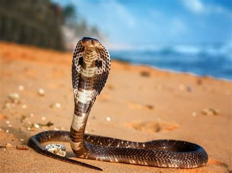 cobra gigante australiana
