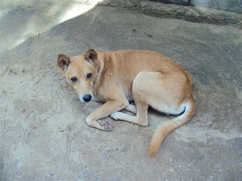 MY PHOTOGRAPHY: Street dog from Kerala