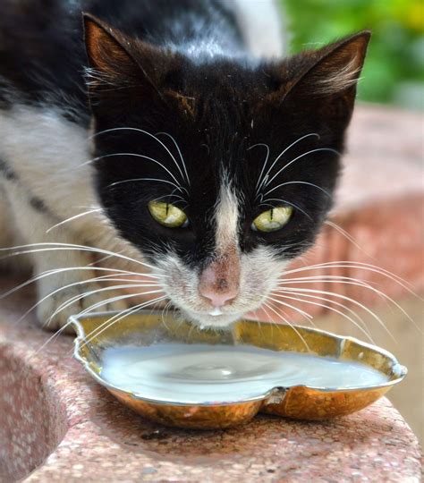 Can Cats Drink Milk? Debunking the Myth and Revealing the Facts | Dog
