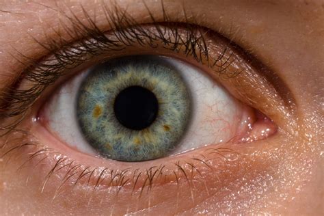 Human eye - Wikiwand
