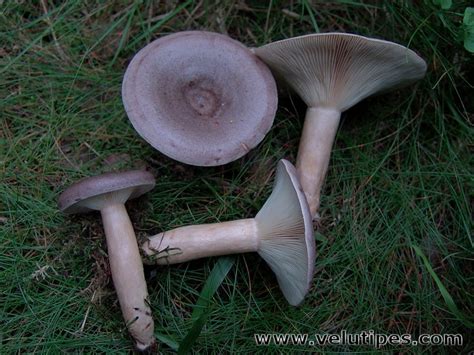 Lactarius trivialis, haaparousku @ Natural Fungi in Finland