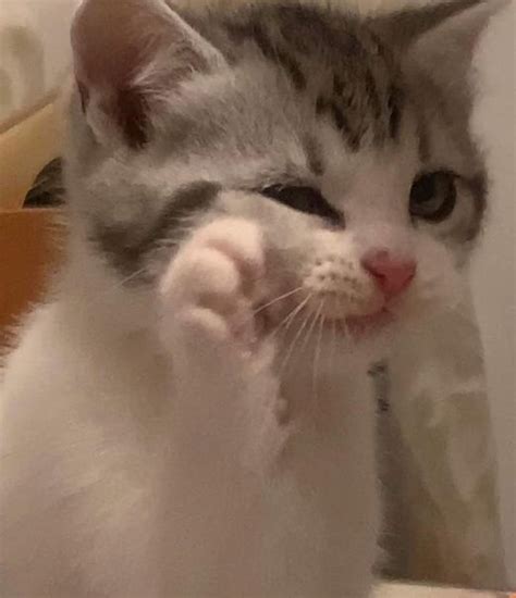 мявки. Запись со стены. | Cute cats, Pretty cats, Baby cats