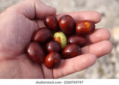 39 Ziziphus Jujuba Mill Images, Stock Photos, 3D objects, & Vectors ...