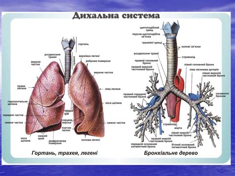 Фізіологія дихальної системи. Зовнішнє дихання - презентация онлайн
