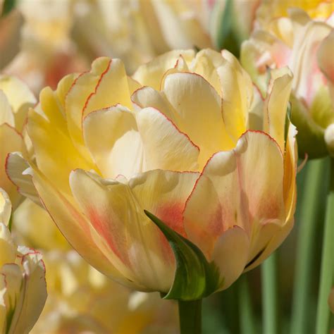 Tulip of the Week: Akebono | The Amsterdam Tulip Museum Blog