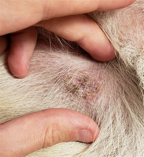 8 month puppy getting dark and yellow crusty scabs on belly and inside