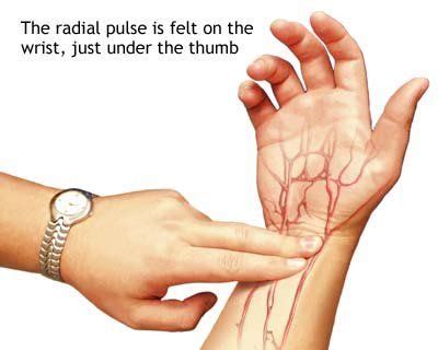 How to take a radial pulse – Artofit