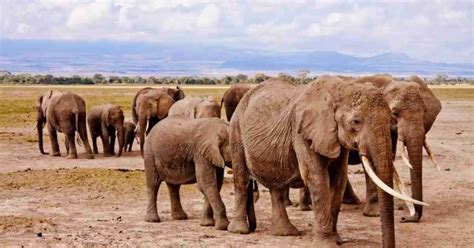 Elephant Behavior - AnimalBehaviorCorner