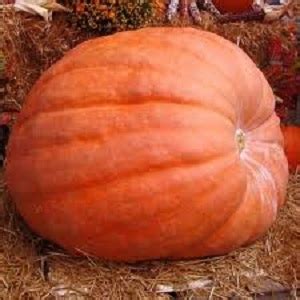 Squash Atlantic Giant | oroseeds