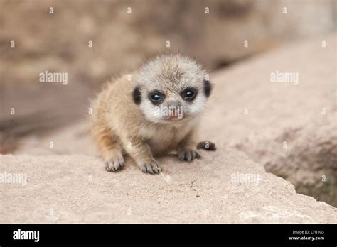 Cute meerkat baby hi-res stock photography and images - Alamy