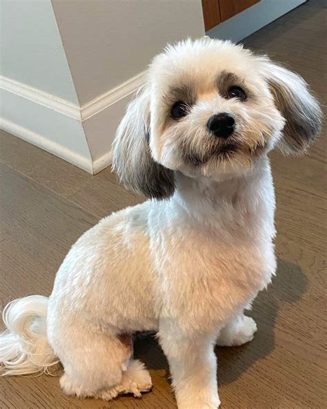 31 Best Havanese Haircuts With Pictures! (2025 Updated)