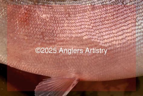 Reference Photo of Sockeye Salmon, 9452 - Anglers Artistry