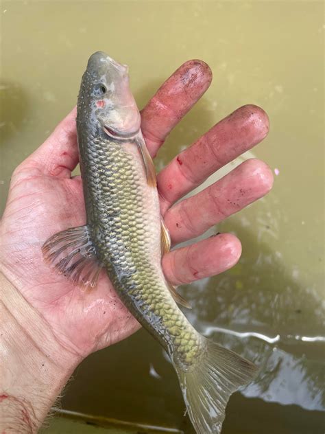 Beautiful horny head chub. : r/MicroFishing