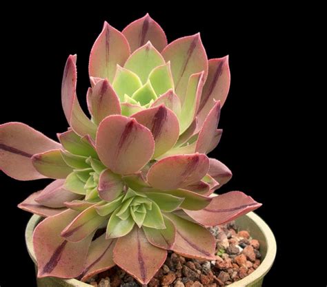 Aeonium leucoblepharum - Cactus Jungle