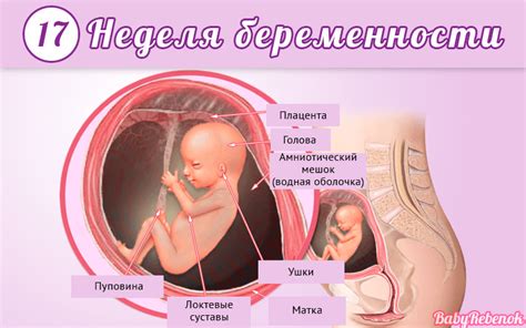 17 неделя беременности: фото плода, живот, УЗИ, ощущения