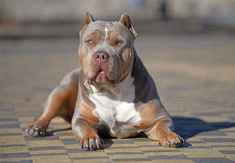 XL Bully breed - reducing the risk? - VHS Fletchers Solicitors