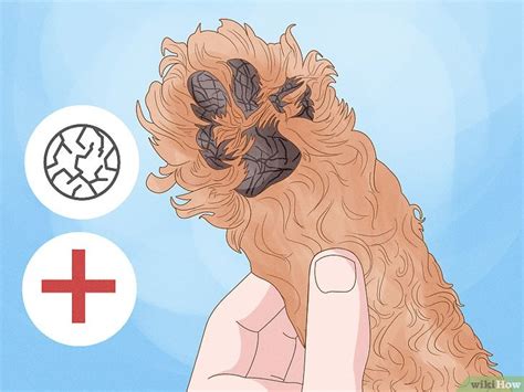 how to stop a dog from licking its paws