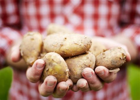 cook  jersey royal potatoes