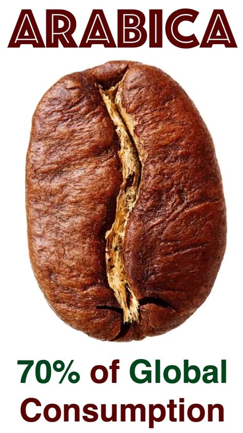 arabic coffee caffeine content  susanne drennan blog