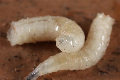how long does it take for maggots to form