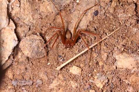 Brown Recluse Spider - Earth.com
