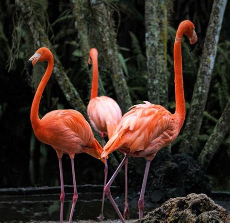 Three Flamingos Photograph by Sheri Scholl - Fine Art America