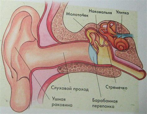 Причины возникновения серной пробки: симптомы, лечение