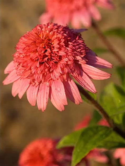 Echinacea Jeżówka Raspberry Truffle bylina (vv) • Cena, Opinie ...