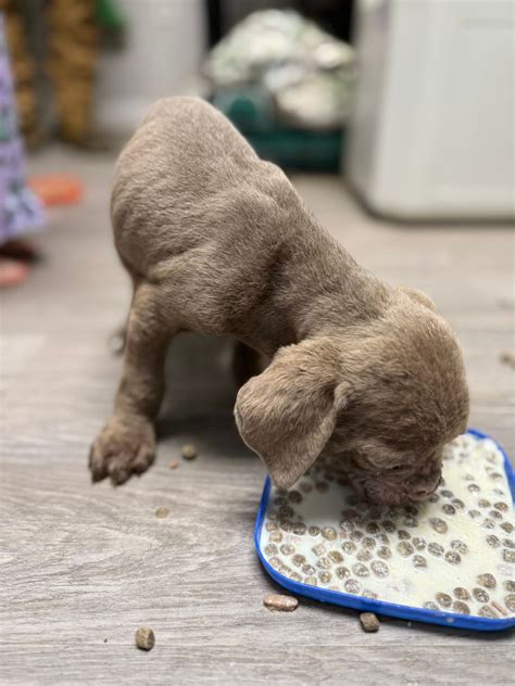 Gone - URGENT HELP NEEDED – Puppy Strangles Diagnosis We’ve got more