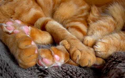 feet   cat  jacqueline sadler blog