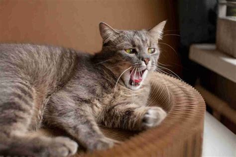 10 Jenis Suara Kucing yang Perlu Cat Lover Pahami - Hello Sehat