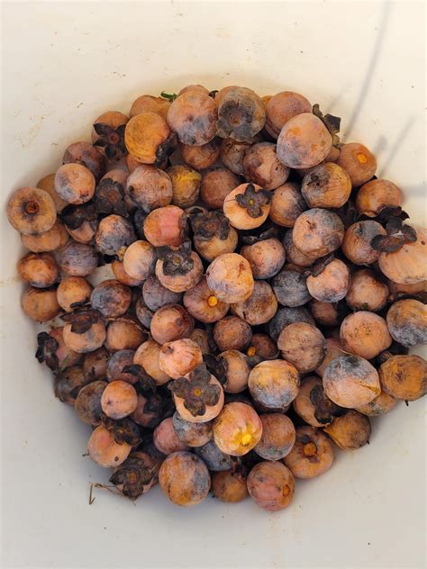 511 best Persimmons images on Pholder | Foraging, Gardening and Most