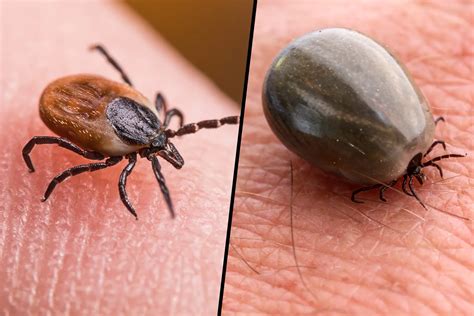 human ticks