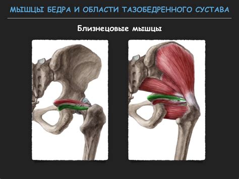 Визуализация тазобедренного сустава