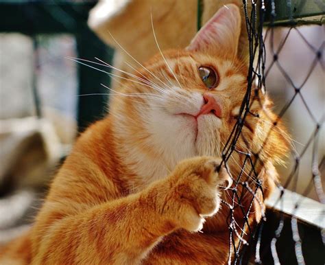 Смешные рыжие коты (53 фото) - подборки картинок fonowik.club
