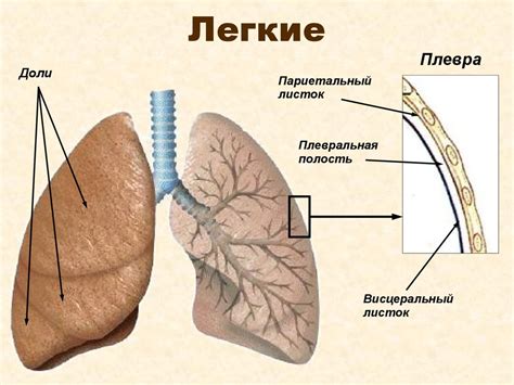 Дыхание. Что представляет собой процесс дыхания - презентация онлайн