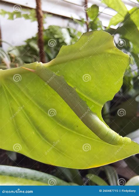 Green caterpillar eat leaf stock image. Image of fauna - 260487715