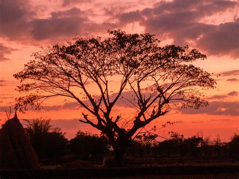 Tree On Sunset Free Stock Photo - Public Domain Pictures