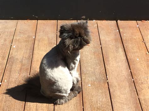 Shaved cat ( flat face Persian! ) | Shaved cat, Cats and kittens