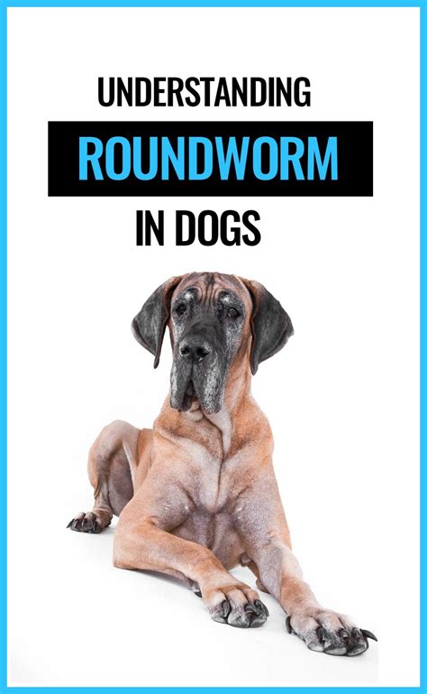 How Common Is Roundworm In Dogs
