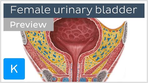 Female Urinary Bladder (preview) - Human Anatomy | Kenhub - YouTube